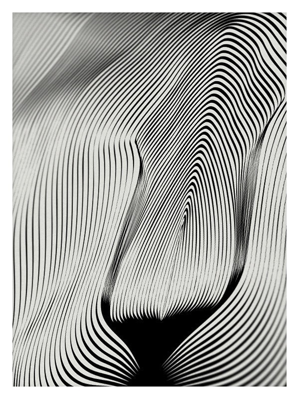 极简主义，波纹线条黑白动物插画