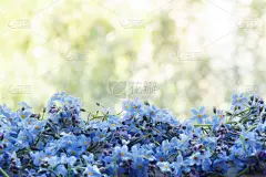绿色,日光,勿忘我,背景,蓝色,新的,水平画幅,无人,夏天,户外
