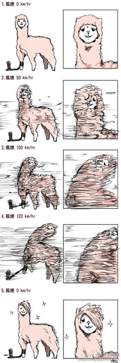 芥末Local采集到萌宠