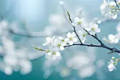 白色花朵唯美桌面壁纸素材图片