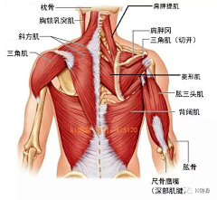 小贝啊啊啊啊采集到人体资料