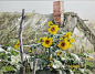 《大荒情》王可大水彩画展 - 美篇