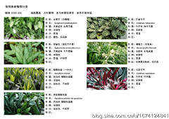 Little柴胖采集到植物