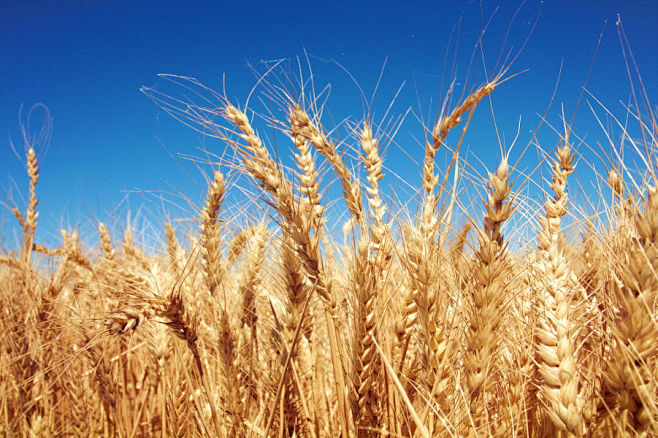 Harvest Time