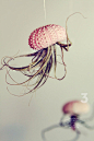 这是老美一家名为PetitBeast的网店玩出来的创意，用海胆壳当花盆，倒吊着挂在空中，恍惚间看去，就像是飘着许多水母一样，漂亮极了——