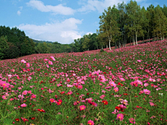 SYINPING采集到花海