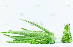 白色背景上的芦荟和萃取瓶，白色背景上的芦荟分离，白色背景上的新鲜芦荟叶与精油