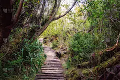 小路,奇洛埃岛（智）,智利,高架铁路铁轨,国内著名景点,飘然,环境保护,步行道路,公园,著名景点