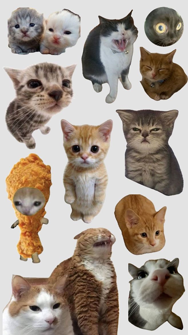 #cats #meme #memecats #funny #cute #wallpaper #art #2000s #fun # ...