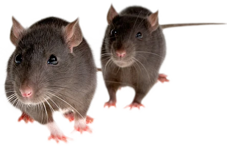 mouse, rat PNG image-花瓣网