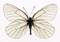 百种蝴蝶标本11