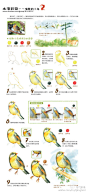 #鸟酱的画#水溶彩铅/唱歌的小鸟——《飞乐鸟的手绘时光-水溶》。很详细的手绘过程，看大图更清晰噢！！