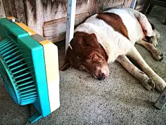 点击来源直接获取大图文件 | The sleeping dog has a fan blowing