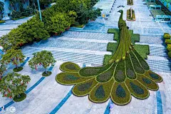 三亚五色草种苗厂家欢迎点击咨询