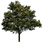 tree_34_png_by_gd08-d30unt3.png (2301×2229)
