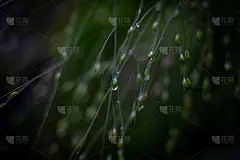 自然的绿色植物拉近背景