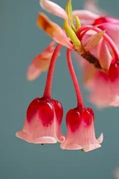吊钟花