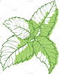 mint icon fragrant melissa green herbal symbol