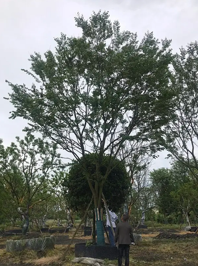 朴树B