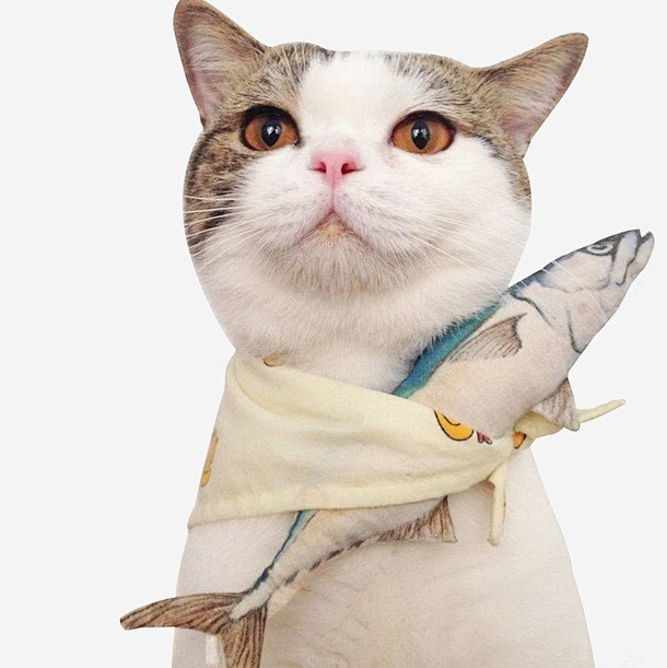 抱鱼的猫png免抠素材_新图网 http...