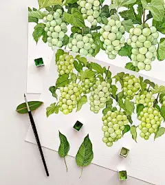 手绘植物果实/清新水彩插画/水果阳光葡萄/韩国插画师Yirang Kim绘画作品集