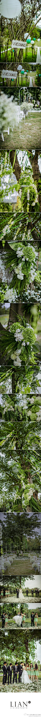 LIAN婚礼摄影-某分的星星：#LIAN婚礼摄影#美丽的自然系婚礼，在大树下见证你们的爱情~来自@青瞳 的浪漫婚礼~感谢@东方新娘婚礼机构 精美布置