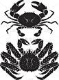 阿拉斯加帝王蟹。矢量插图。