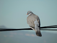 MgY5uhIK采集到Bird