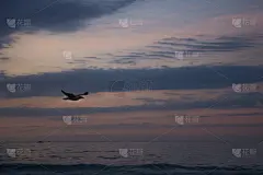 鸟类,特写,黎明,色彩鲜艳,水,美,留白,食肉鸟,水平画幅,云