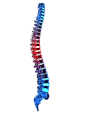 脊椎png (1)