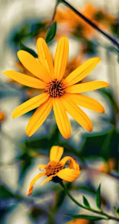 唯美花卉高清手机壁纸744*1392