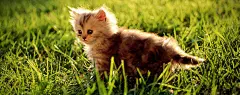 孤单流浪猫桌面壁纸#采集大赛#