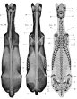 求一副马的肌肉结构视图！谢谢！_马吧_百度贴吧