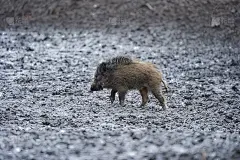 野猪在泥里乱拱