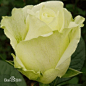 玫瑰系列——雪山玫瑰，英文名字叫做Avalanche白玫瑰中的一种，花色为有淡绿与白之间。
花语——纯洁、高贵、天真。
