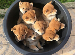 桃陶萄ブドウ采集到动物