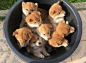 一桶小柴犬