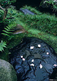 CharmingCheer采集到日本的庭园艺术