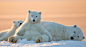 生活在阿拉斯加巴特岛上的北极熊一家 |  Tin Man Lee ​​​​
