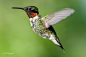N. Wasylnuk在 500px 上的照片Ruby throated Hummingbird.