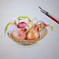 Watercolor onion : Watercolor paining illustration