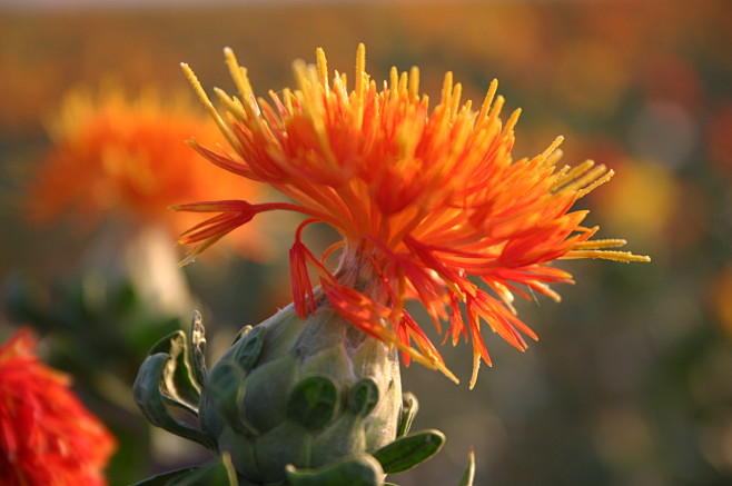 红花#又称红蓝花,一年生菊科草本植物,.