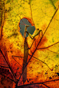 Photograph on window enjoying the autumn by Alberto Di Donato on 500px