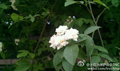 花芊述采集到那些花儿