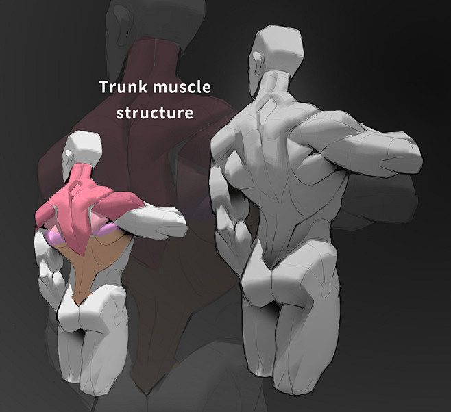 肌肉结构练习