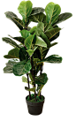 盆栽 植物 绿色叶子 透明素材 png 免扣素材 北欧植物抠图