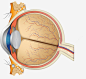 晶状体眼睛免抠png素材_新图网ixintu.com
