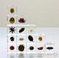「SOLA Cube」Plant, fruit or flower that encapsulated in transparent Acrylic cube | 宙 -SOLA- | AssistOn: