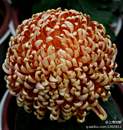 玻璃碎片xxy采集到花海