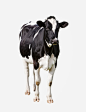 影棚拍摄,站,家畜,哺乳纲,黑色_107698893_Dairy cow (Bos taurus) on white background_创意图片_Getty Images China